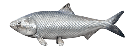 American Shad