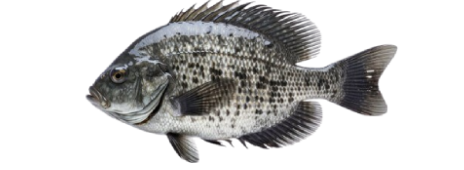 Black Crappie