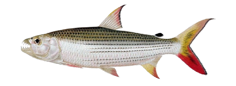 African Tigerfish