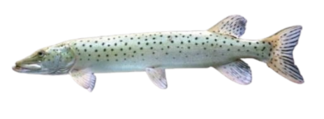 Amur Pike