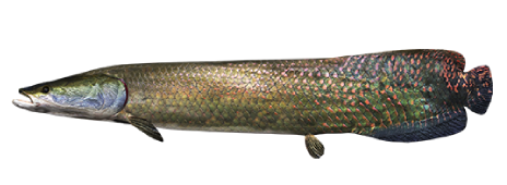 Arapaima