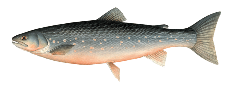 Arctic Char