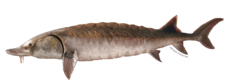 Atlantic Sturgeon