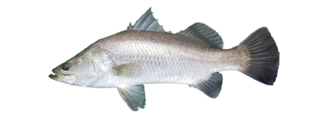 Barramundi